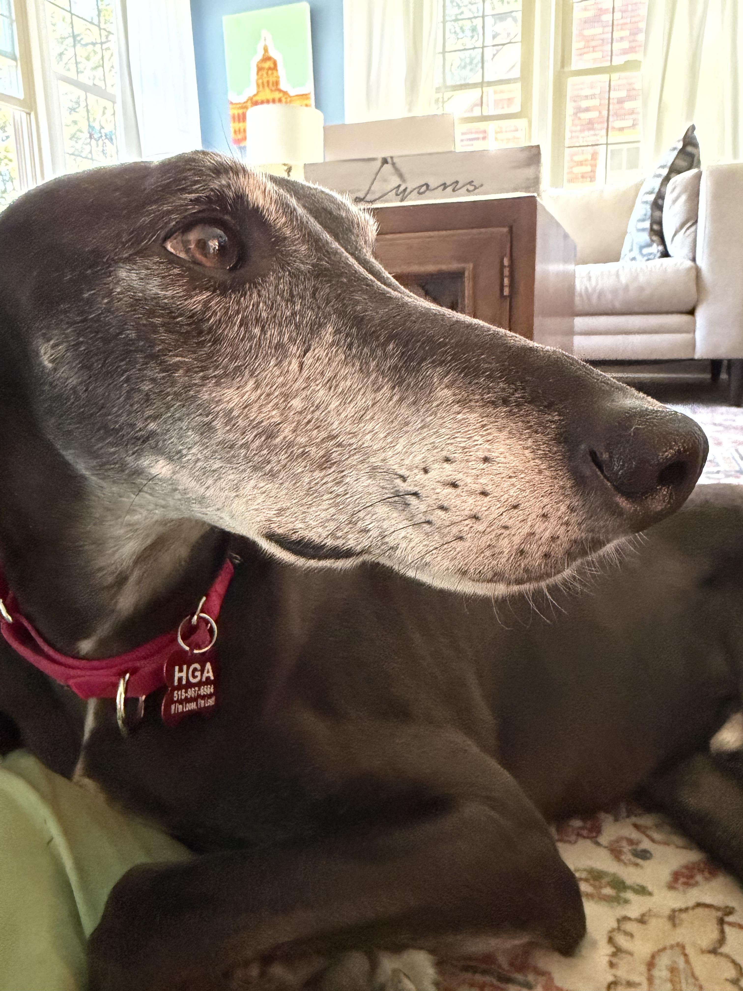 Joker, adoptable, Adult Male Greyhound.