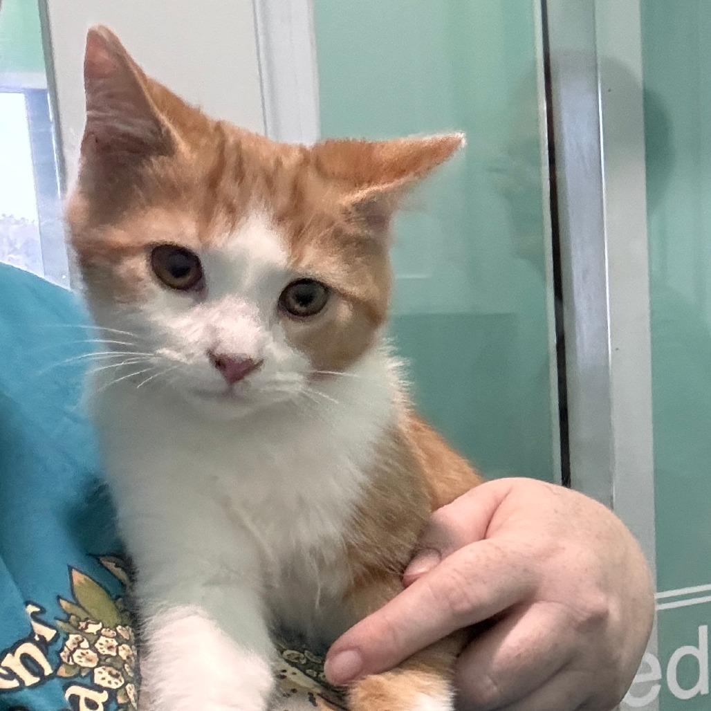 Tabouleh, Adoptable, Kitten Male Domestic Short Hair.