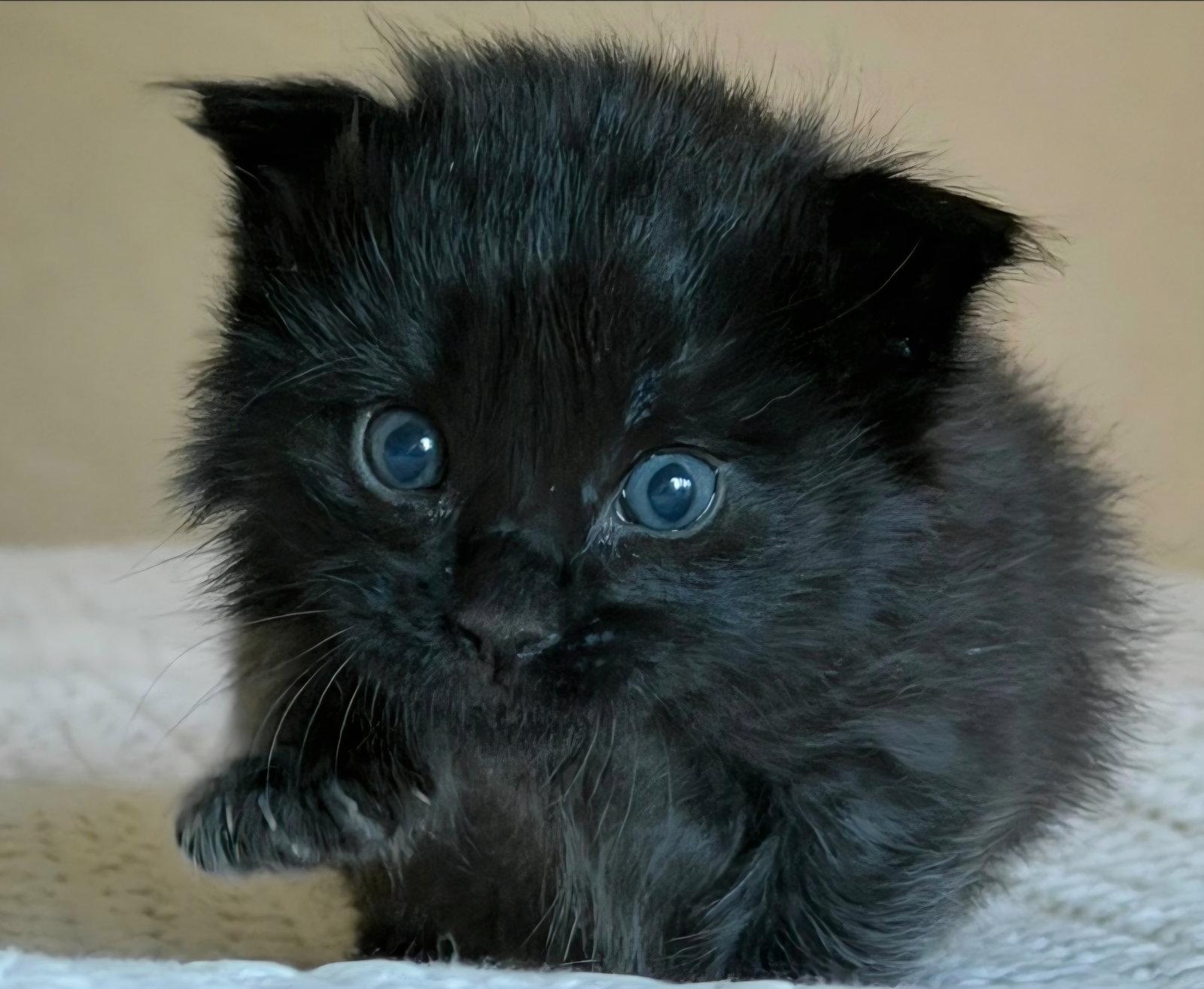 Enlarge Big Mac, a Adoptable Domestic Short Hair in Campbell, CA image 3/3