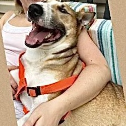 Enlarge DORADO, a Adoptable mixed breed in Lebec, CA image 1/3