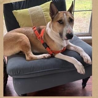 Enlarge DORADO, a Adoptable mixed breed in Lebec, CA image 2/3