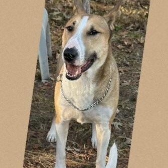 Enlarge DORADO, a Adoptable mixed breed in Lebec, CA image 3/3