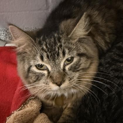 Enlarge Matilda, an adopted Domestic Short Hair in Lansing, MI image 1/1