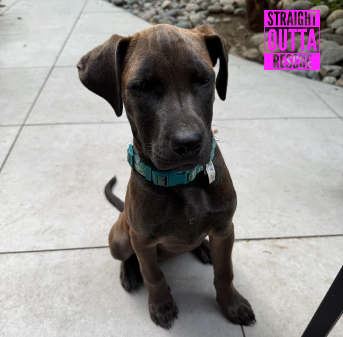 Hayden, a ADOPTABLE mixed breed in Vancouver, BC image 3/6