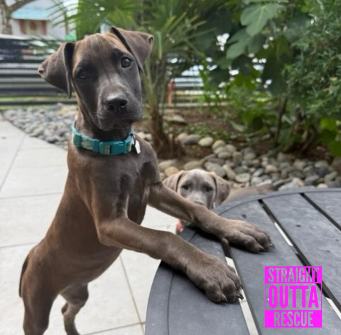 Hayden, ADOPTABLE, Puppy Female Pit Bull Terrier & Bloodhound.