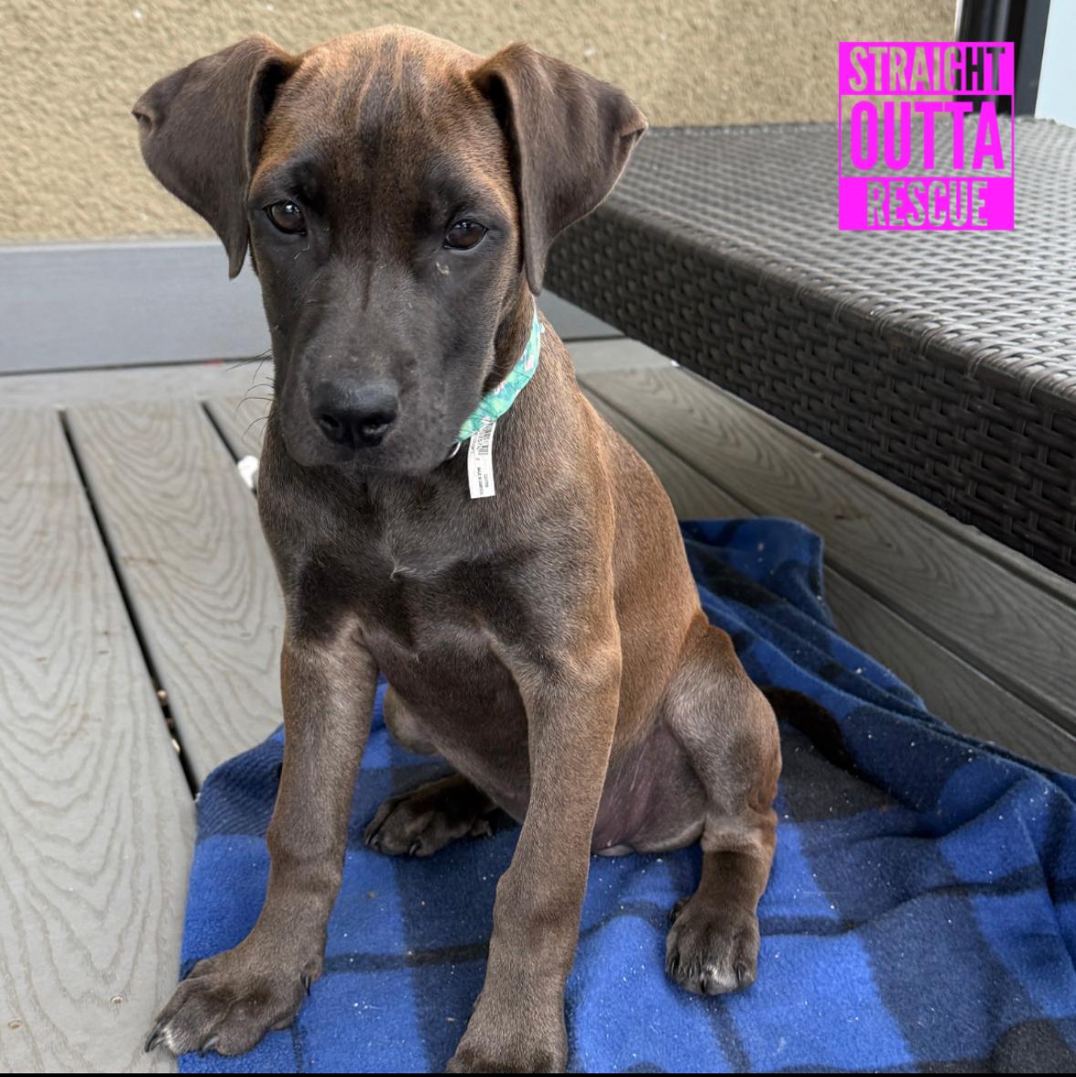 Hayden, a ADOPTABLE mixed breed in Vancouver, BC image 5/6