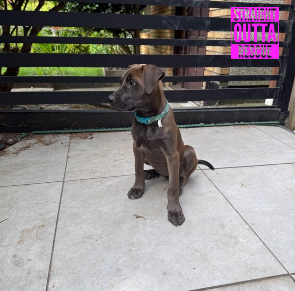 Hayden, a ADOPTABLE mixed breed in Vancouver, BC image 2/6
