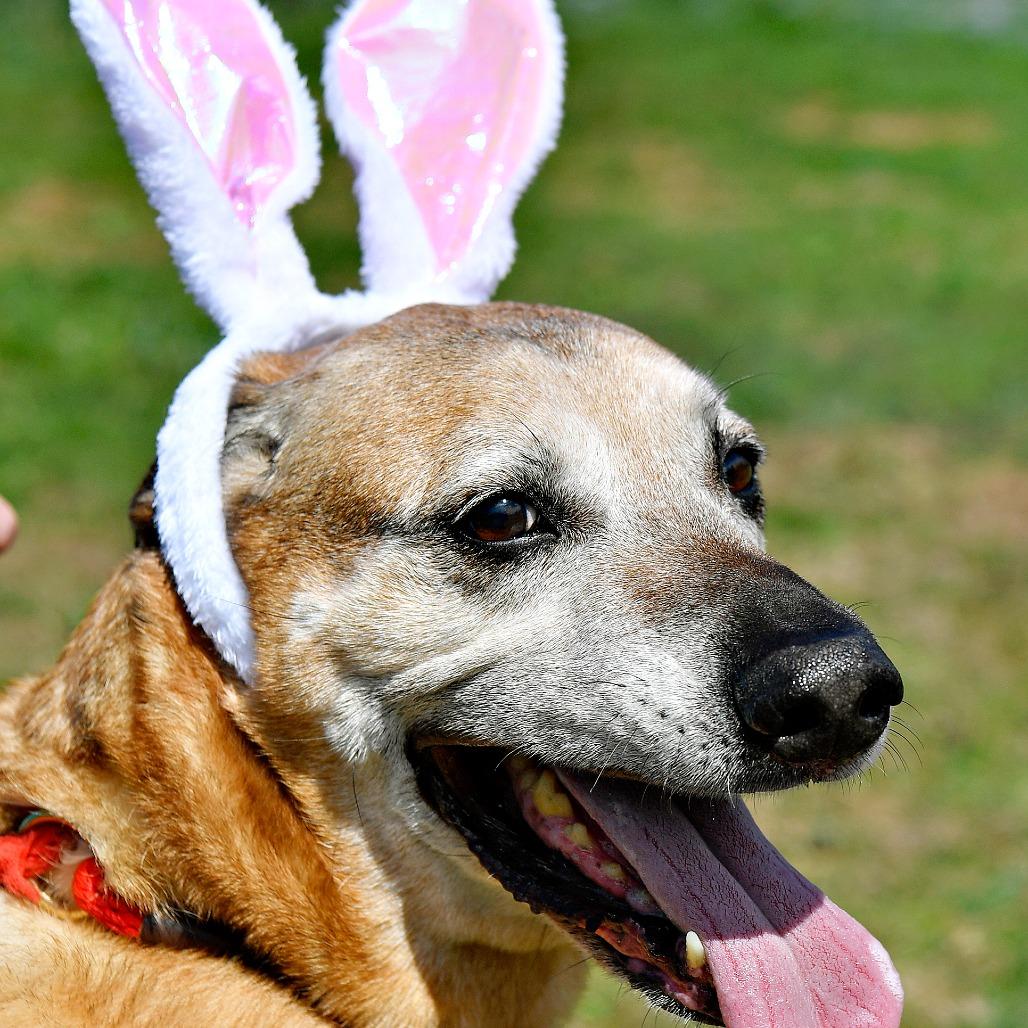 Farley, Adoptable, Senior Male Labrador Retriever & Mixed Breed.