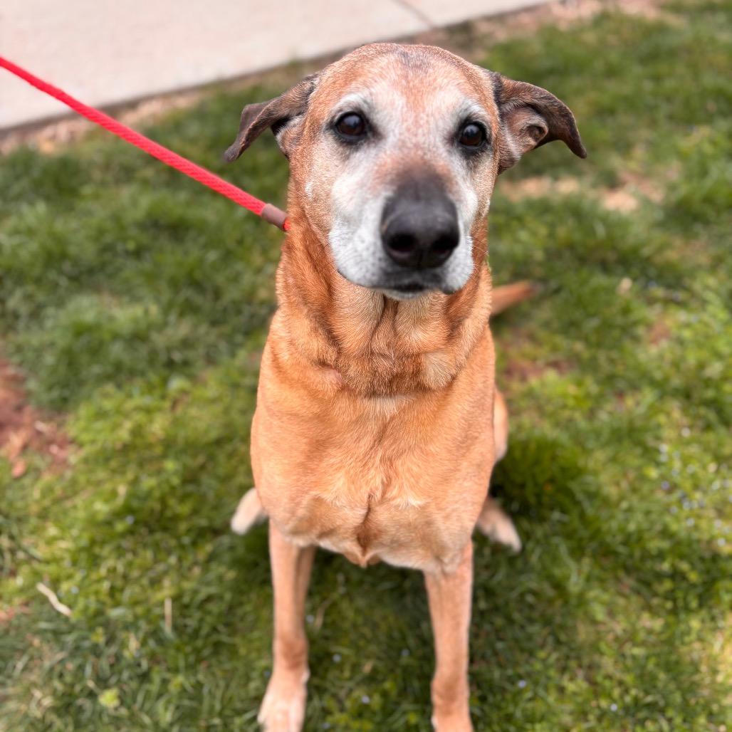 Enlarge Farley, a Adoptable mixed breed in York, PA image 2/6