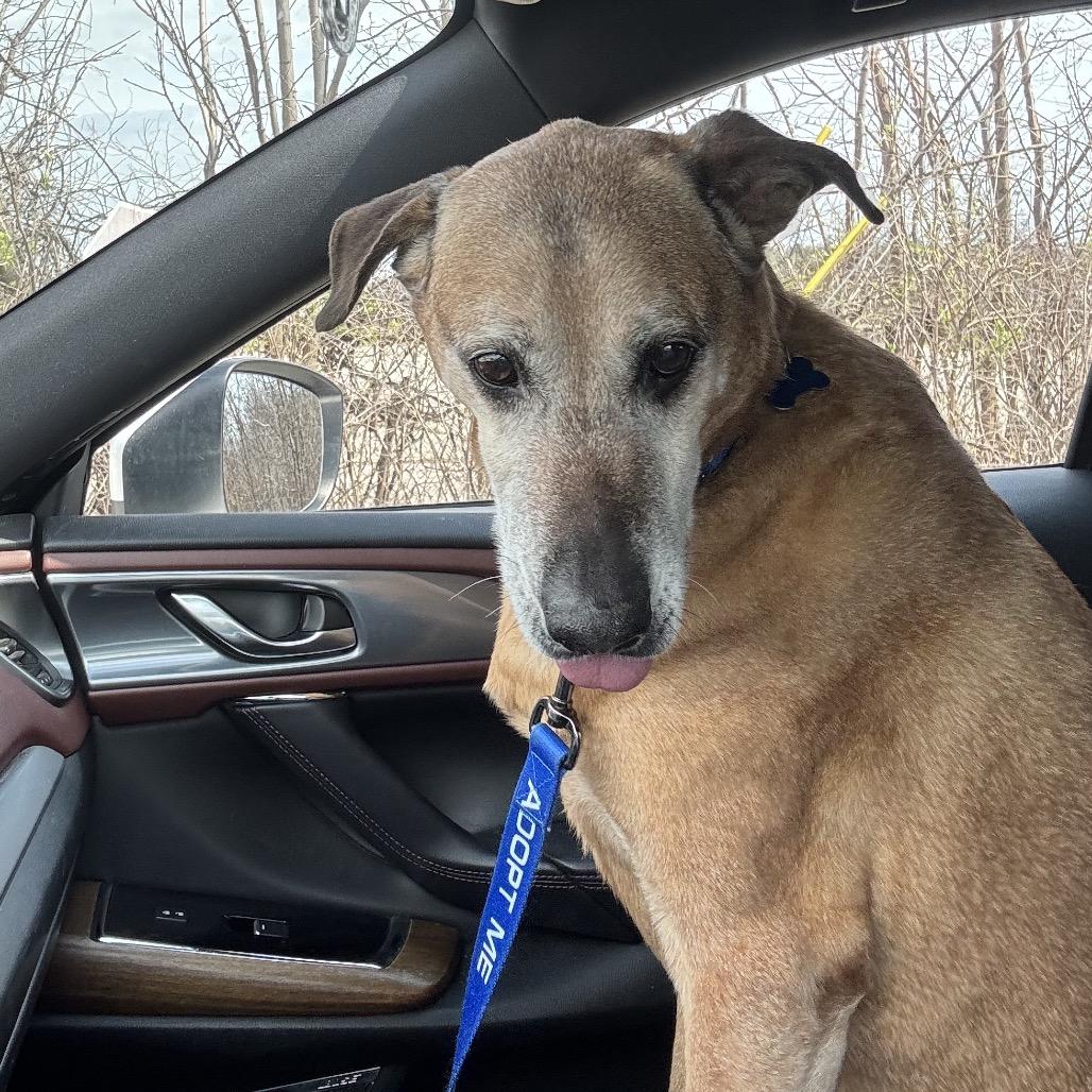 Enlarge Farley, a Adoptable mixed breed in York, PA image 3/6