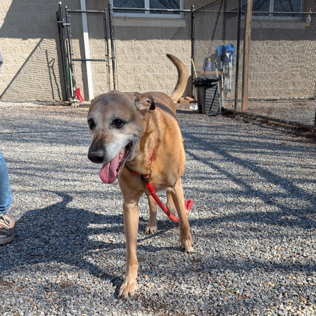 Enlarge Farley, a Adoptable mixed breed in York, PA image 4/6