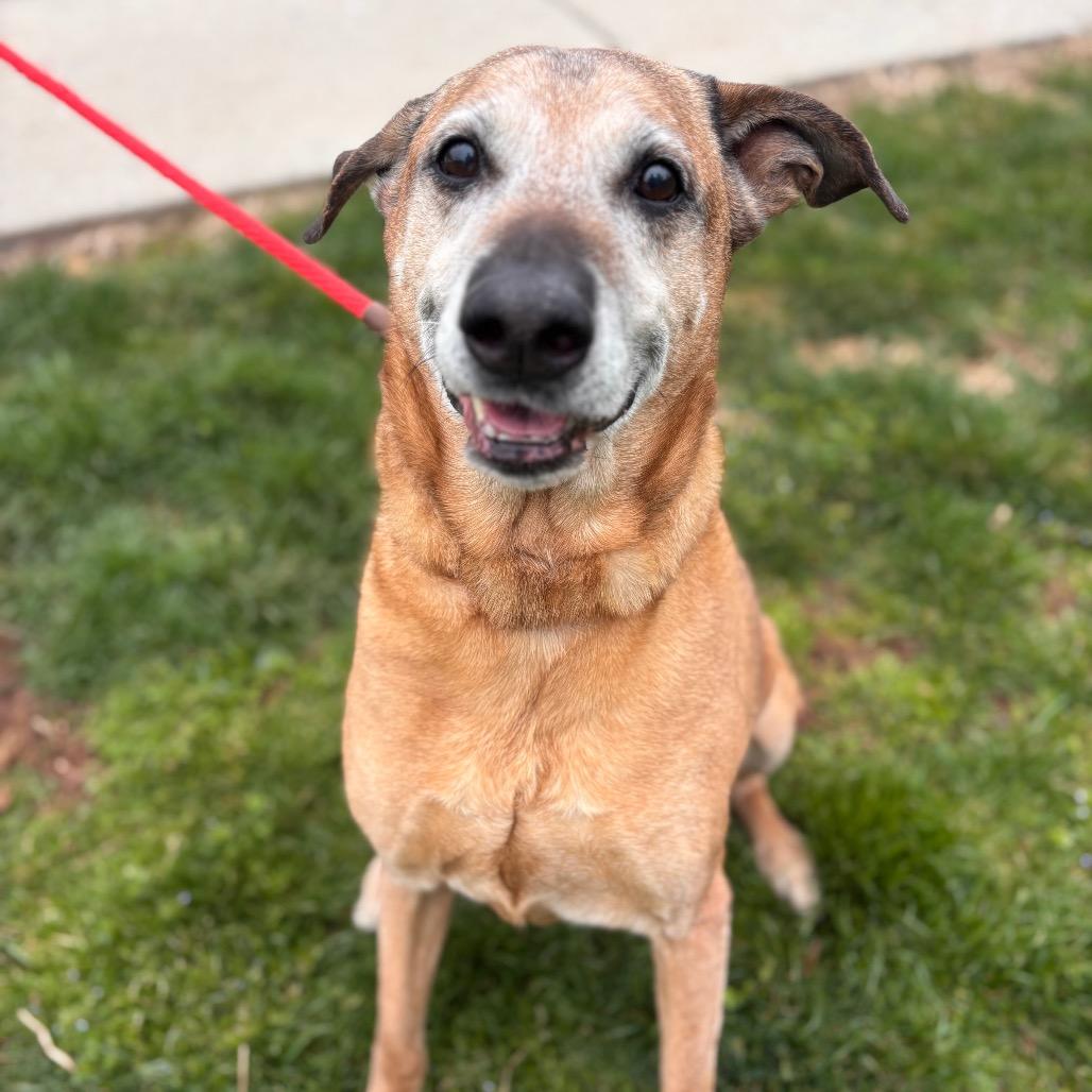 Enlarge Farley, a Adoptable mixed breed in York, PA image 5/6