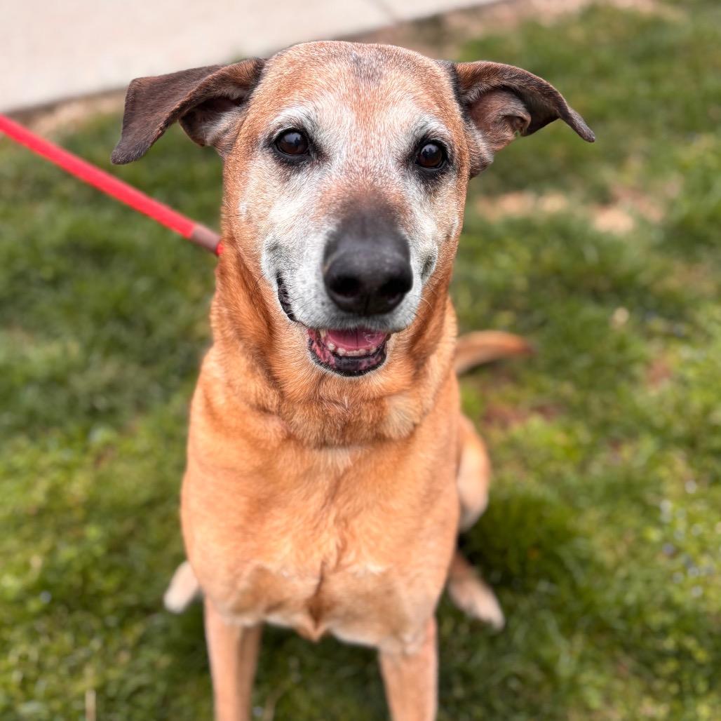 Enlarge Farley, a Adoptable mixed breed in York, PA image 6/6