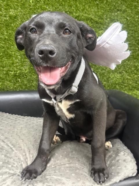 Enlarge Meatball ready 3/31/26, a Adoptable mixed breed in Anderson, CA image 1/6