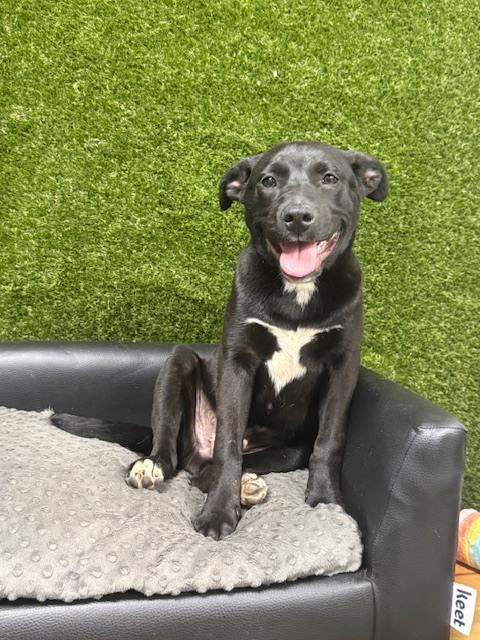 Meatball ready 3/31/26, Adoptable, Puppy Male Shepherd & Labrador Retriever.