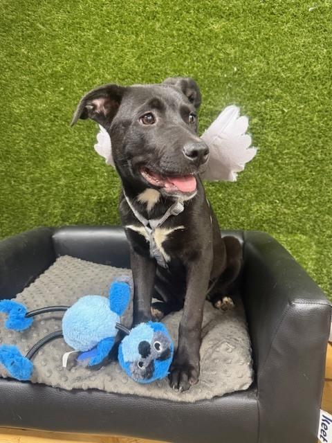 Enlarge Meatball ready 3/31/26, a Adoptable mixed breed in Anderson, CA image 4/6