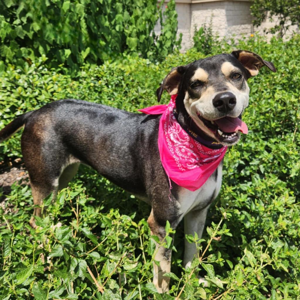 Enlarge Hilda JuM, a Adoptable mixed breed in Federal Way, WA image 4/6