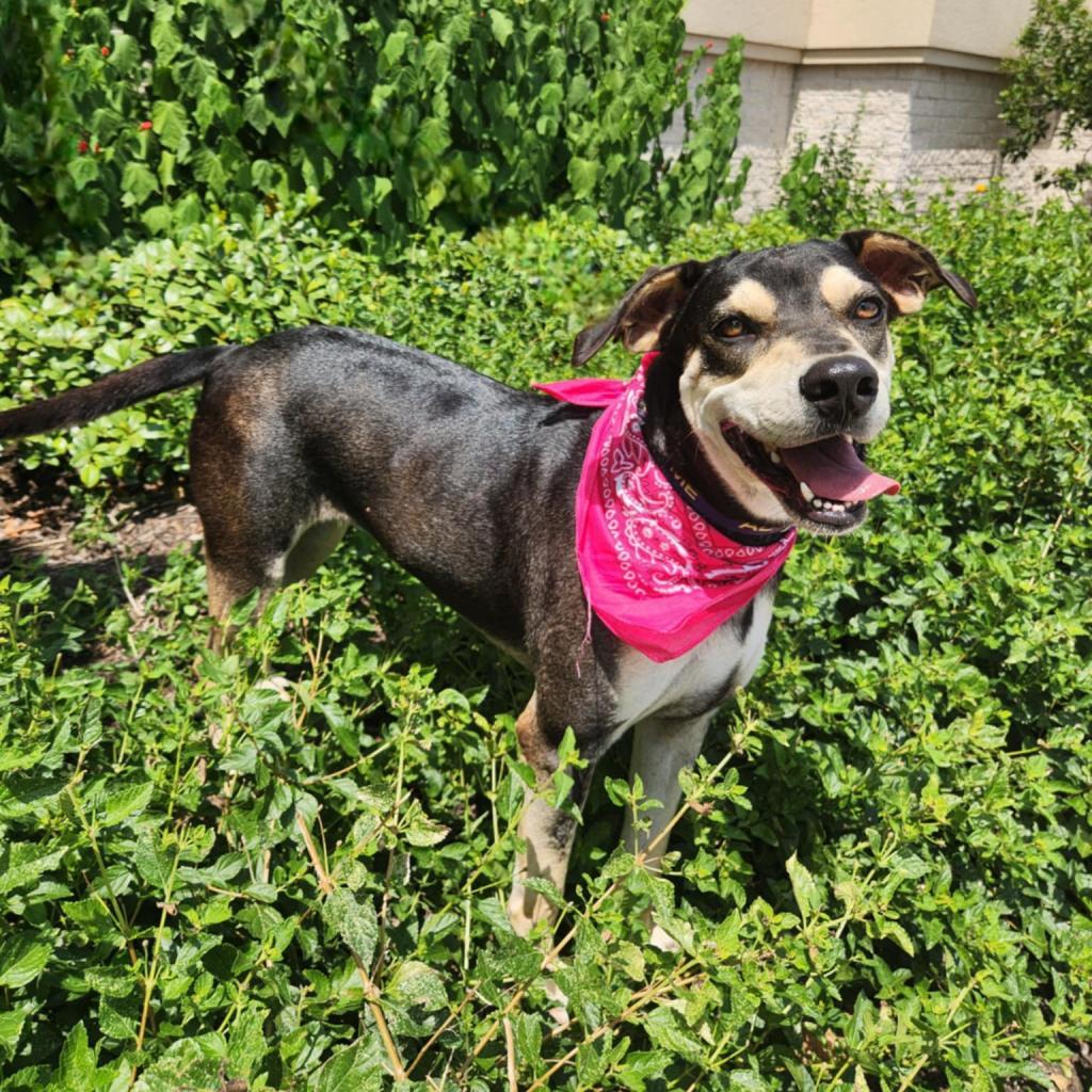 Enlarge Hilda JuM, a Adoptable mixed breed in Federal Way, WA image 2/6