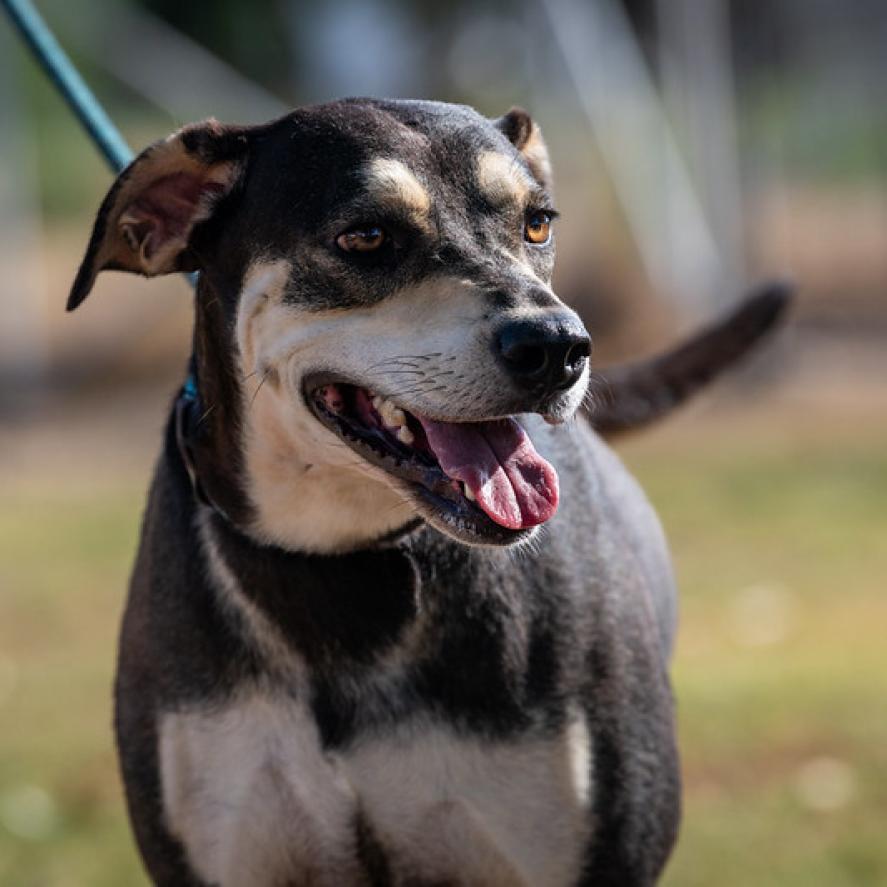 Enlarge Hilda JuM, a Adoptable mixed breed in Federal Way, WA image 3/6
