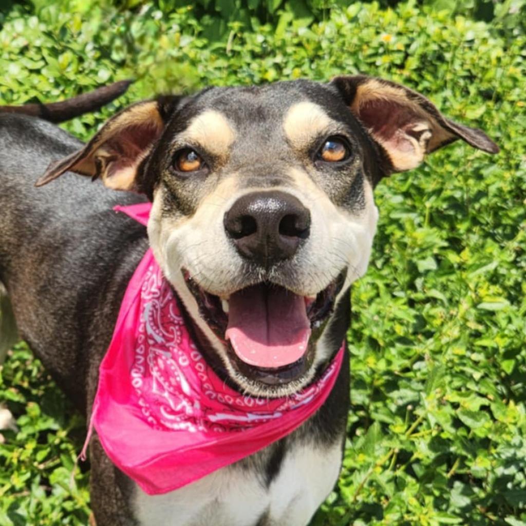 Enlarge Hilda JuM, a Adoptable mixed breed in Federal Way, WA image 1/6