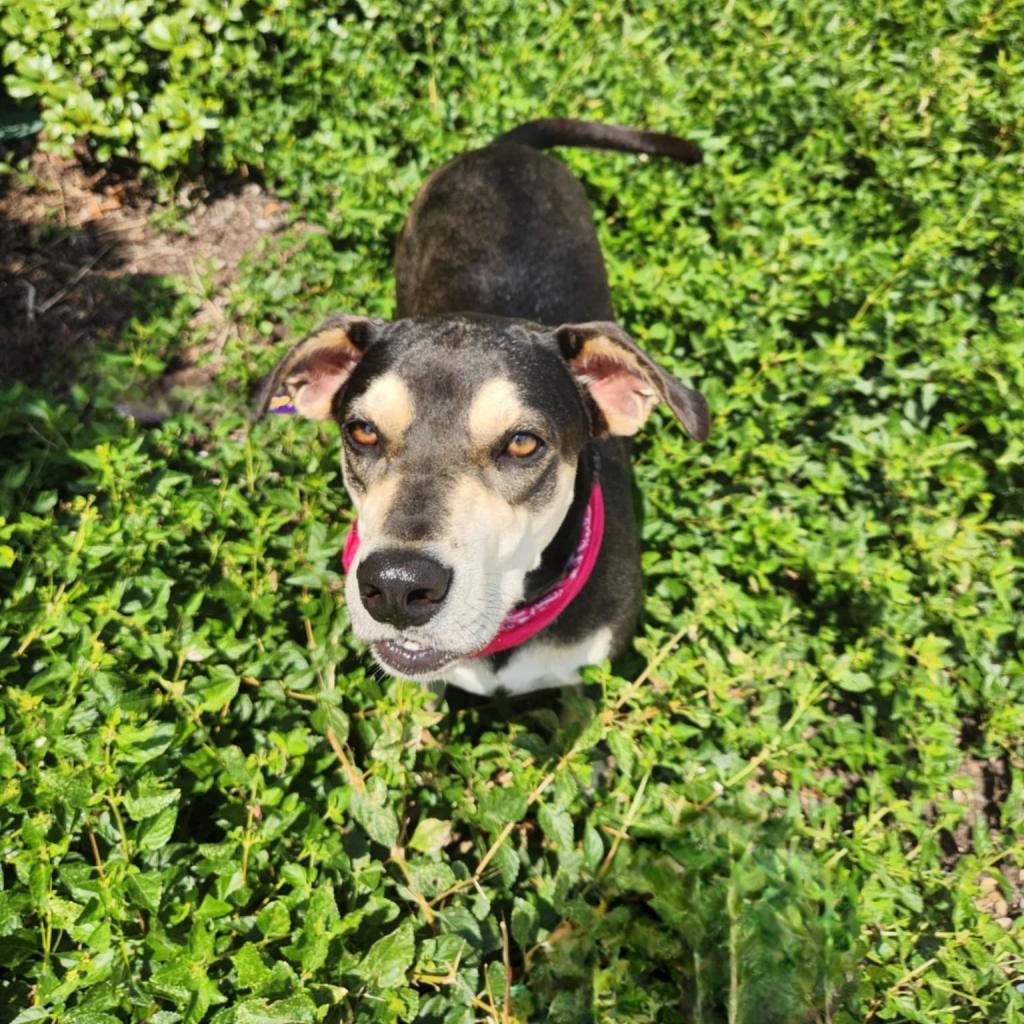 Enlarge Hilda JuM, a Adoptable mixed breed in Federal Way, WA image 5/6