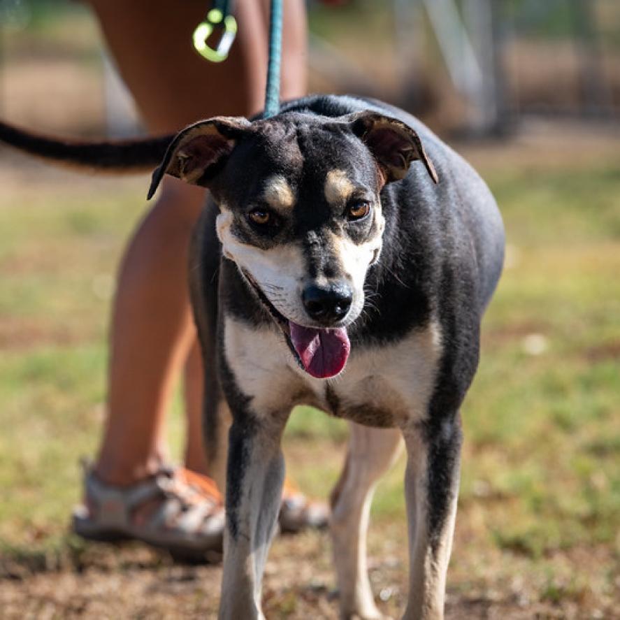 Enlarge Hilda JuM, a Adoptable mixed breed in Federal Way, WA image 6/6