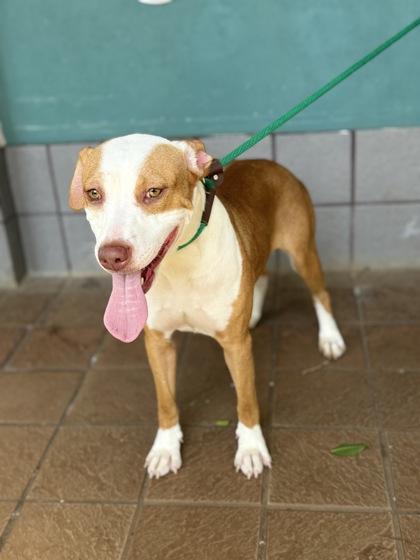 Sienna, Adoptable, Adult Female Mixed Breed & Mixed Breed.