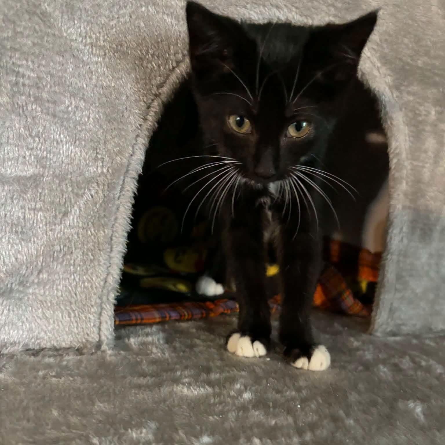 Hattie, Adoptable, Kitten Female Domestic Medium Hair.