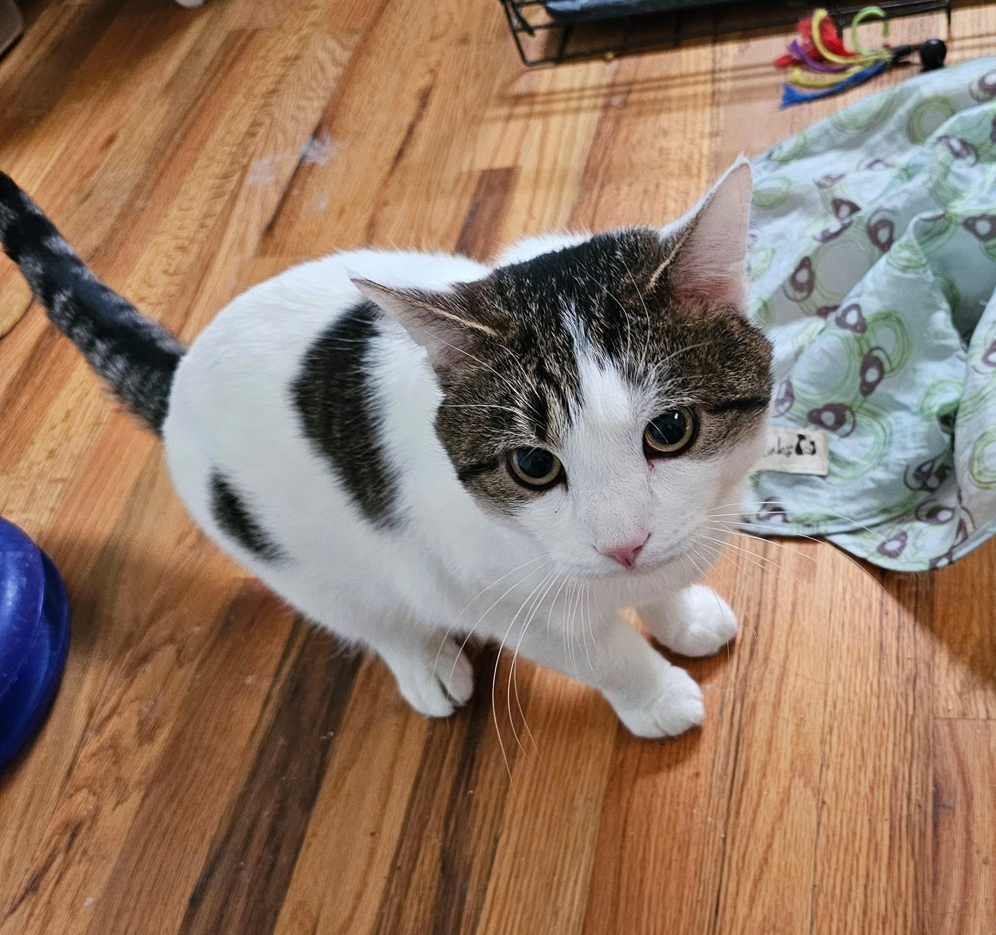 Goliath, Adoptable, Adult Male Domestic Short Hair.