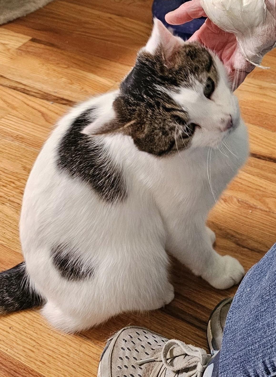 Enlarge Goliath, a Adoptable mixed breed in BREINIGSVILLE, PA image 2/4