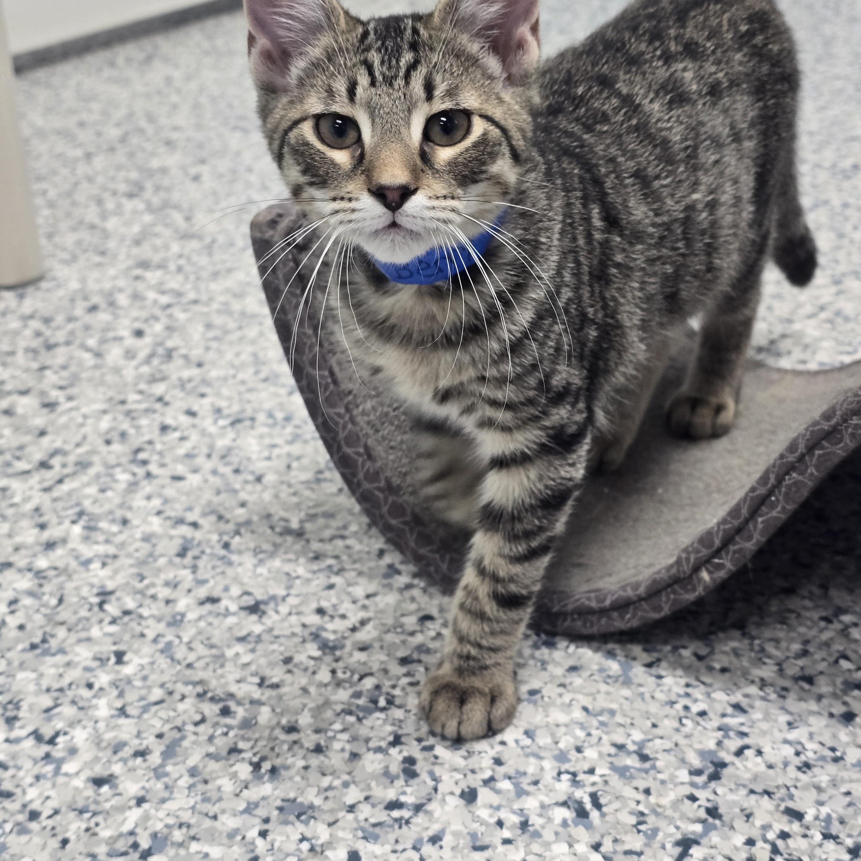 Ollie, Adoptable, Kitten Male Domestic Short Hair.