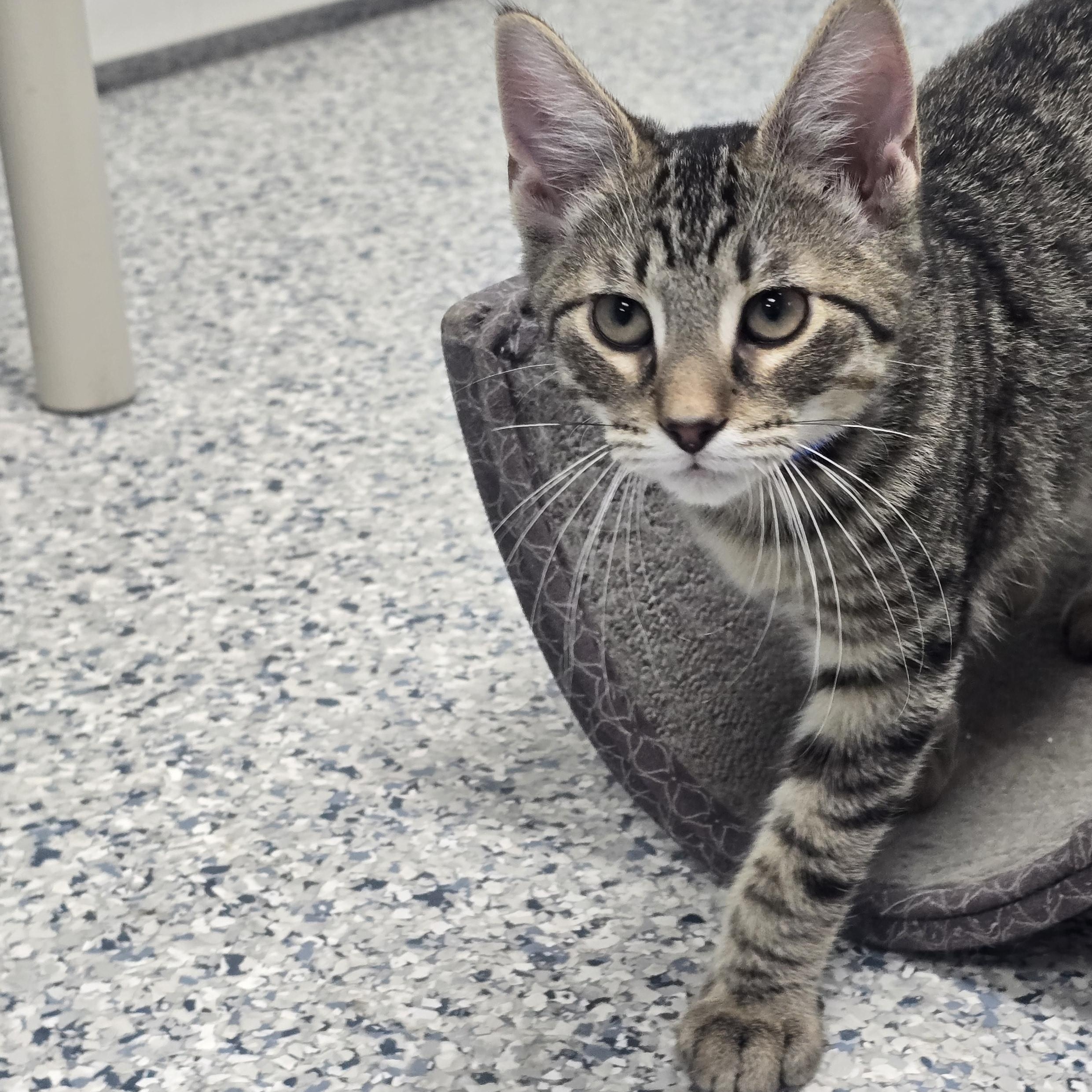 Enlarge Ollie, a Adoptable Domestic Short Hair in Farmington, MO image 2/2