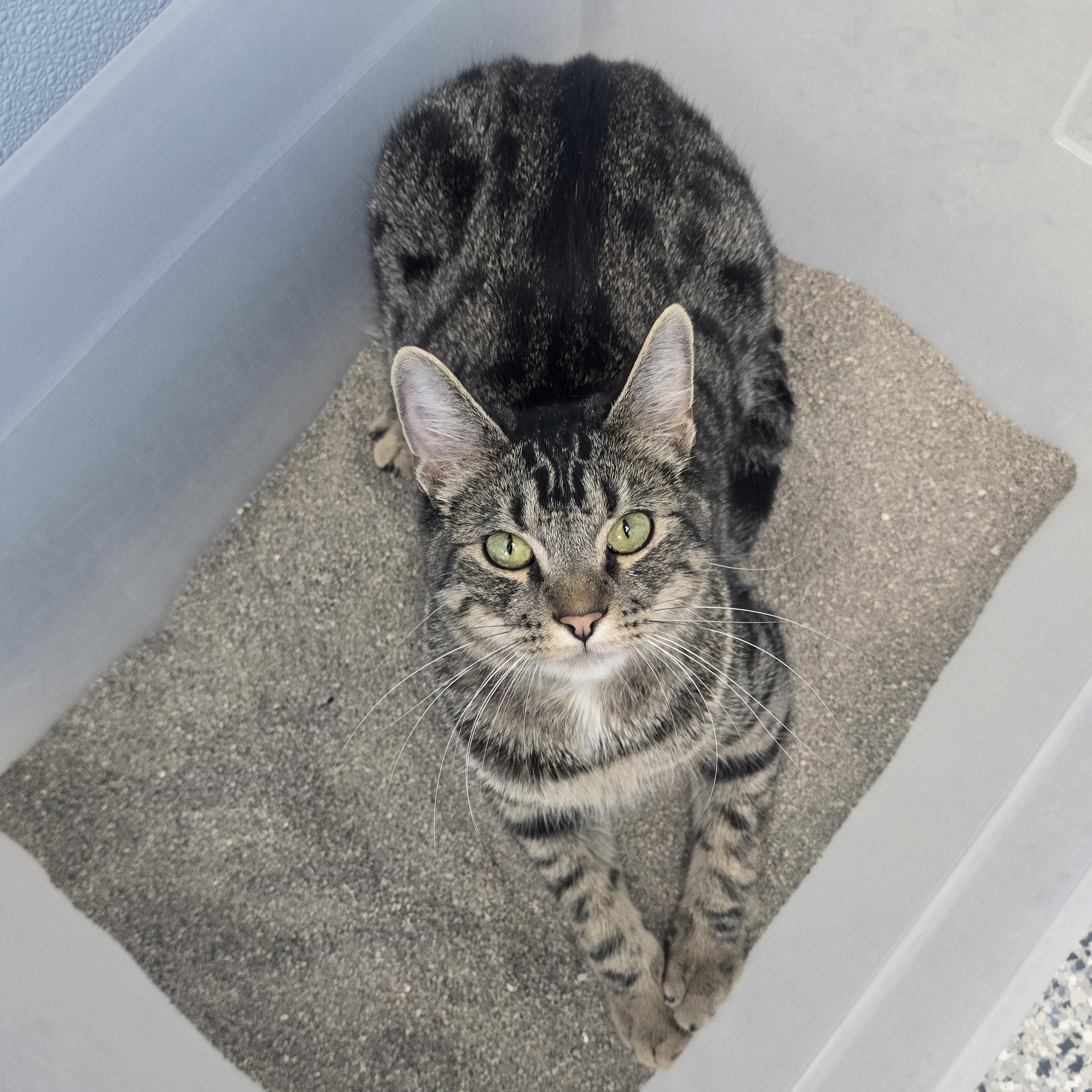 Enlarge Ollie, an adoptable Domestic Short Hair in Farmington, MO image 1/1