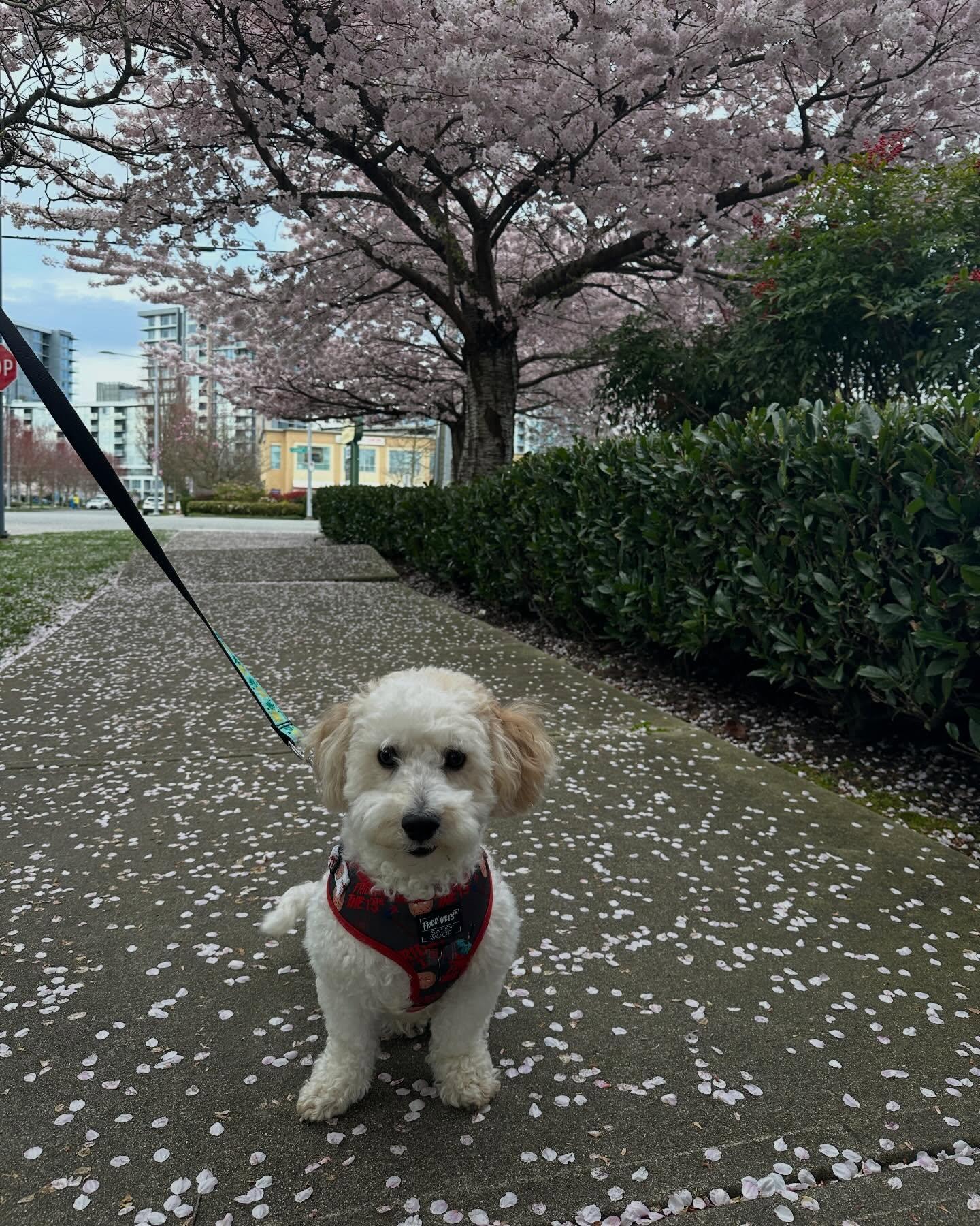Enlarge JJ , an adopted mixed breed in Coquitlam, BC image 2/6