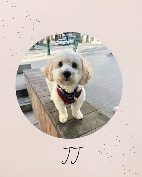 JJ , adopted, Young Male Poodle.