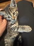 Enlarge Scout, a ADOPTABLE Domestic Short Hair in Chico, CA image 1/1