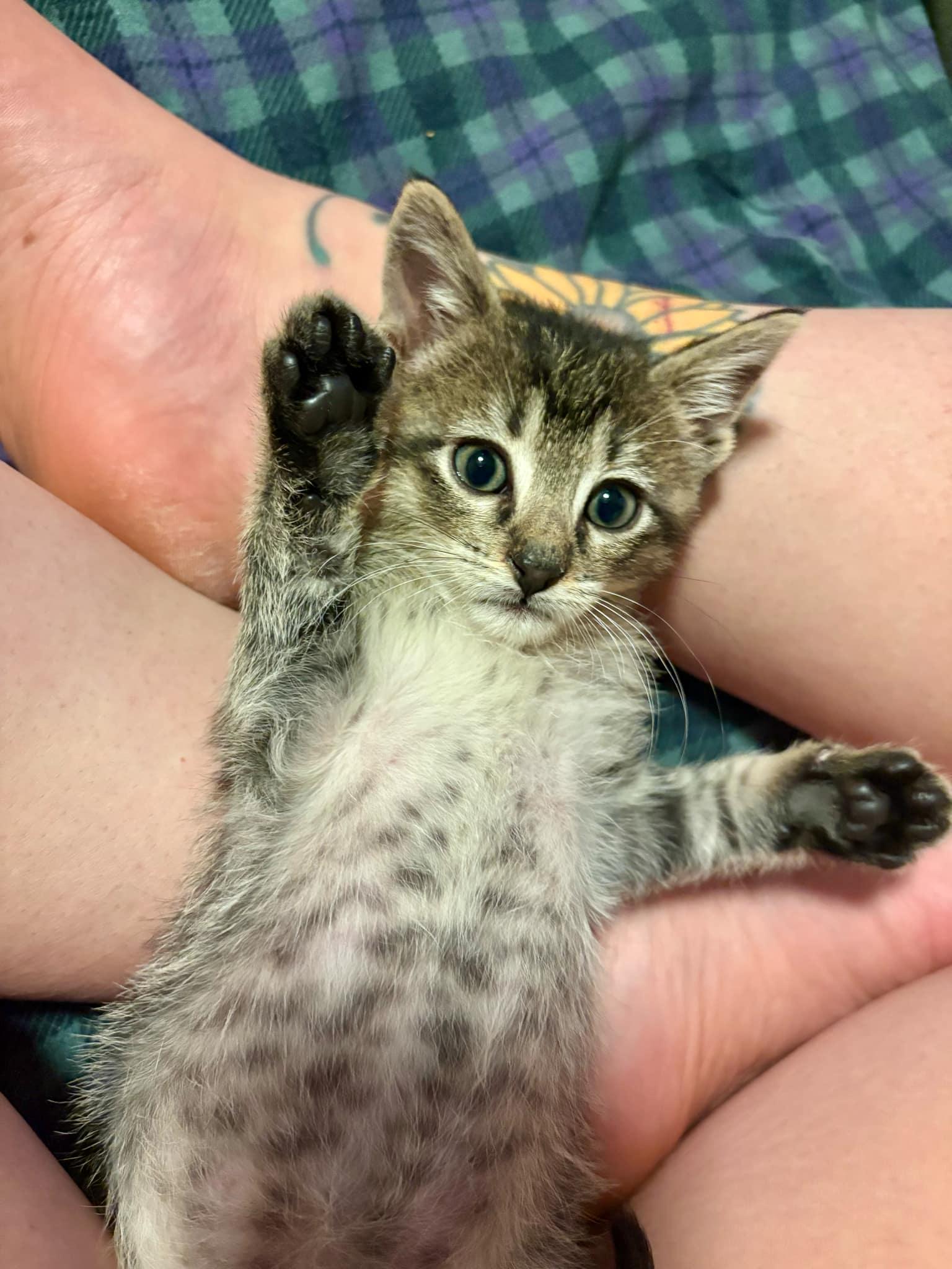 Little Boy Blue, Adopted, Kitten Male Domestic Short Hair & Tabby.