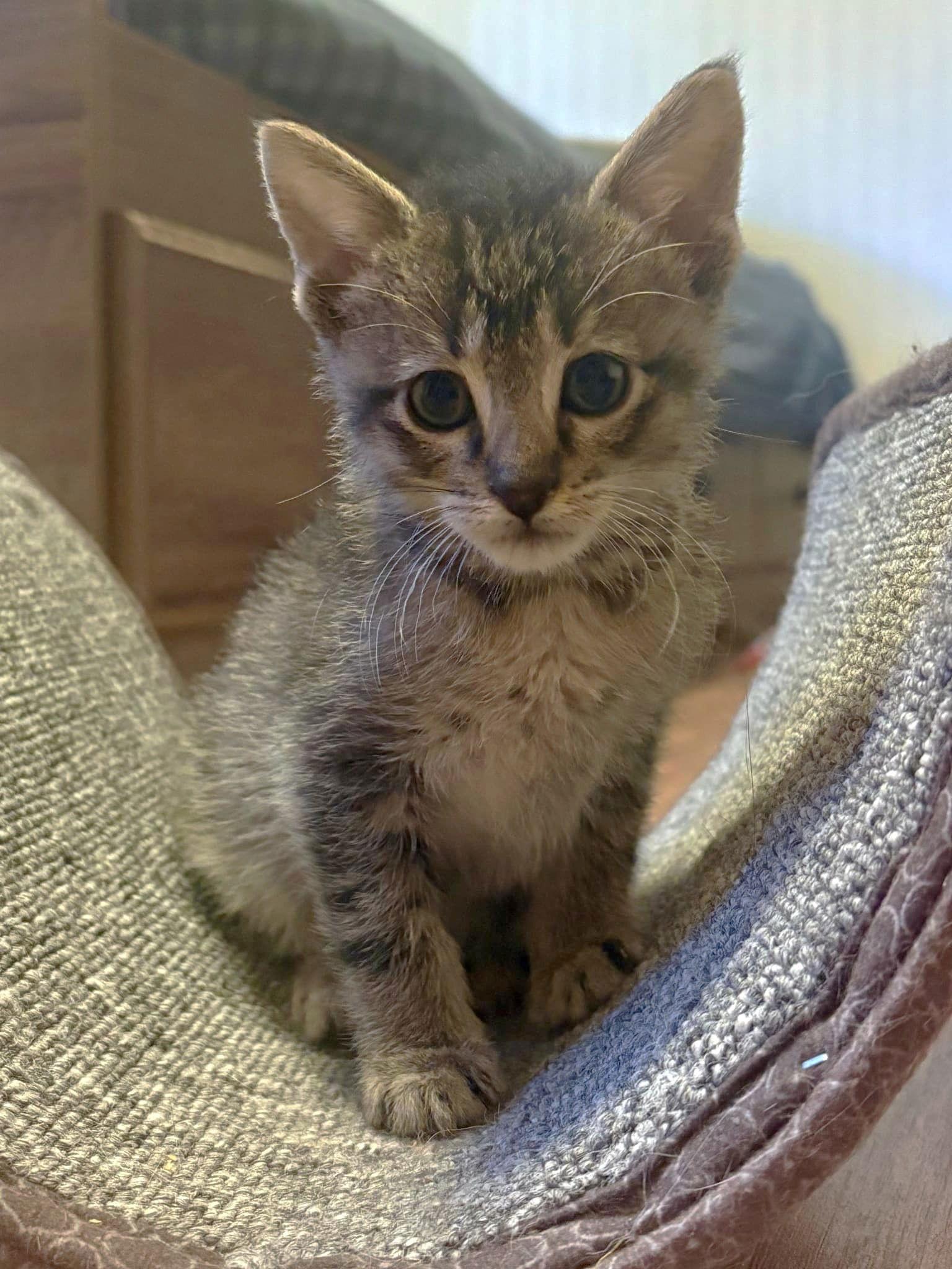 Enlarge Little Boy Blue, a Adopted mixed breed in Aurora, CO image 2/3