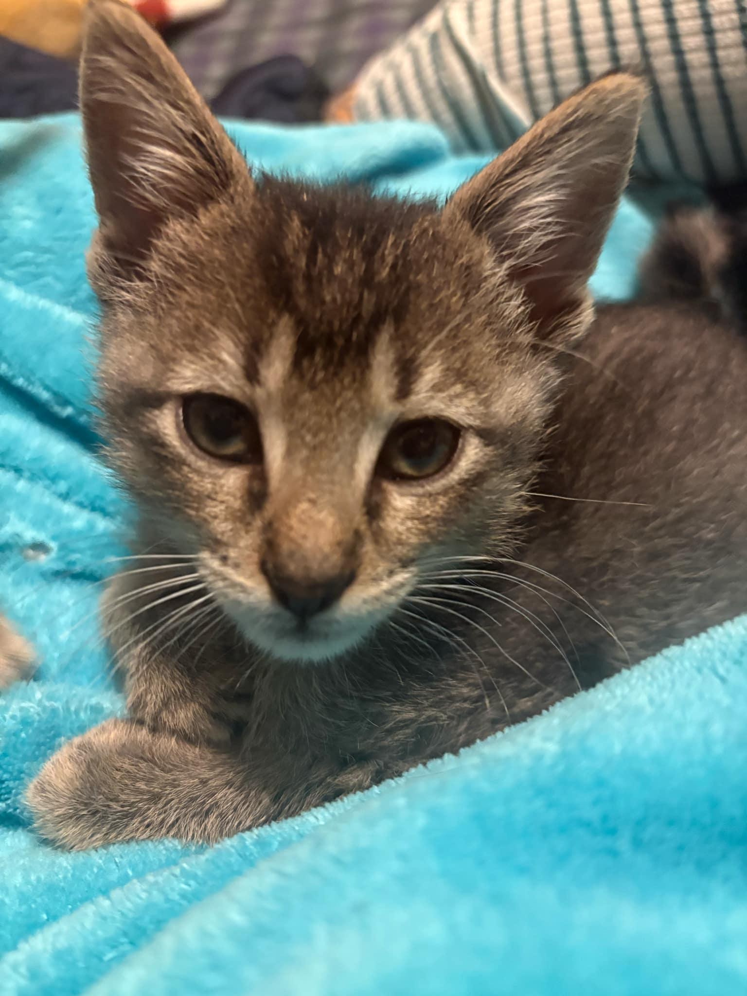 Enlarge Little Boy Blue, a Adopted mixed breed in Aurora, CO image 3/3