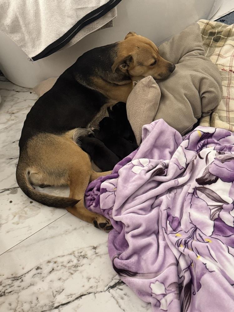 Enlarge Steelia, a Adoptable mixed breed in Clinton Township, MI image 2/6