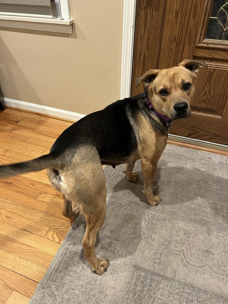 Enlarge Steelia, a Adoptable mixed breed in Clinton Township, MI image 3/6