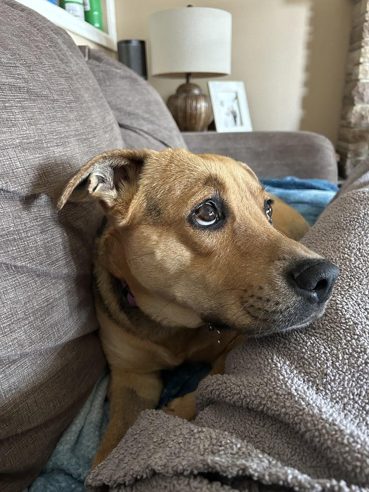 Enlarge Steelia, a Adoptable mixed breed in Clinton Township, MI image 4/6