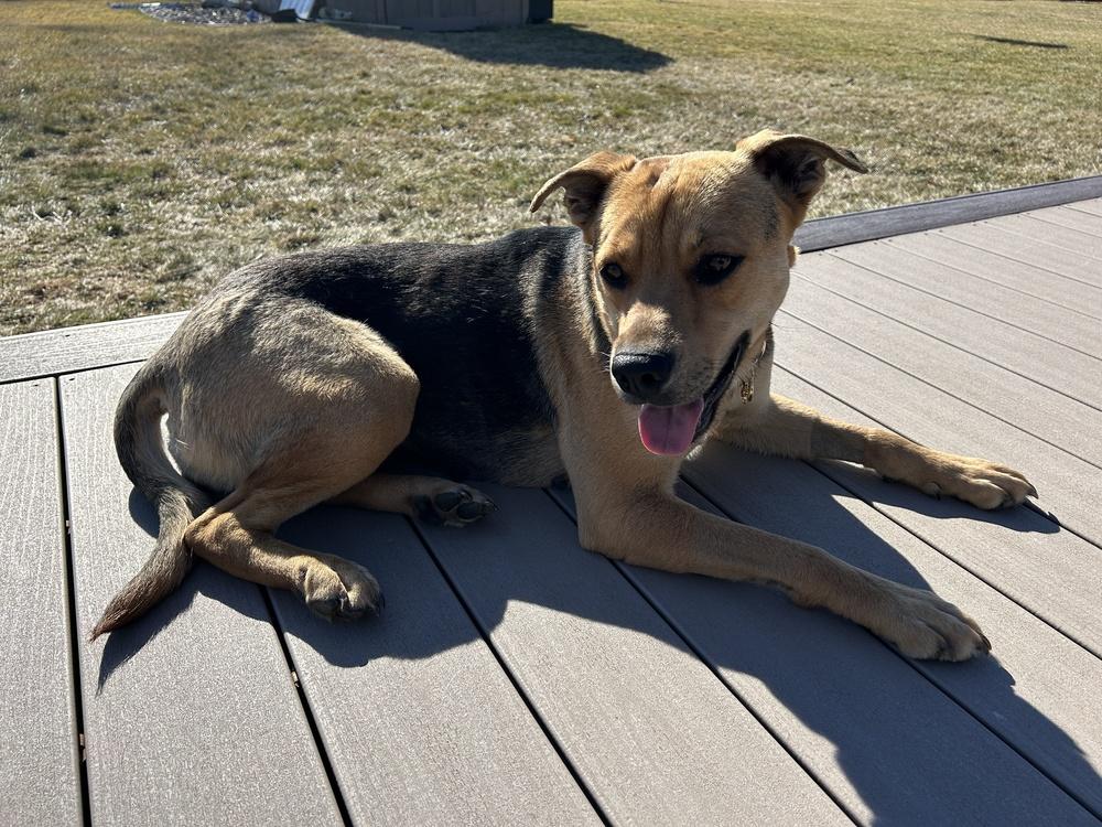 Steelia, Adoptable, Adult Female Mixed Breed.