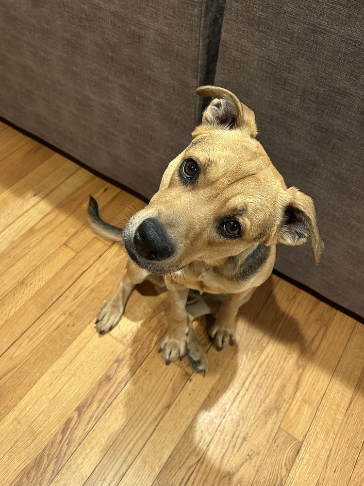 Enlarge Steelia, a Adoptable mixed breed in Clinton Township, MI image 6/6