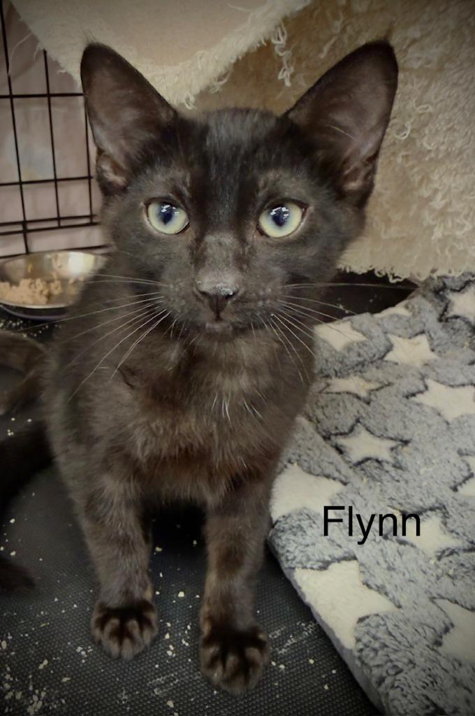 Enlarge Flynn, a Adoptable mixed breed in San Pedro, CA image 1/1