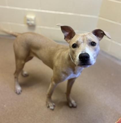 Enlarge Nala, a Adoptable mixed breed in Sanford, FL image 1/1