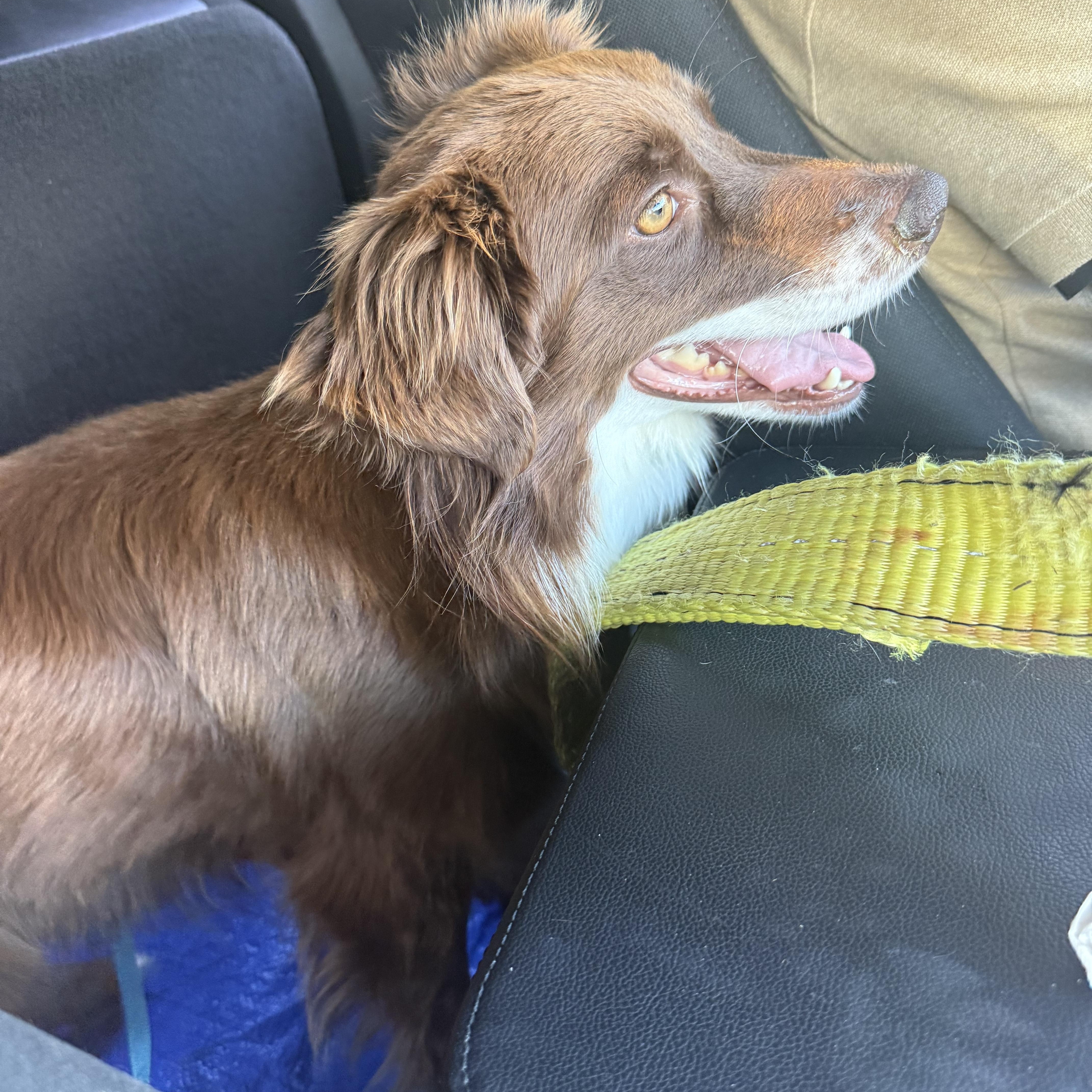 Enlarge Princess, an adoptable mixed breed in Wando, SC image 2/2