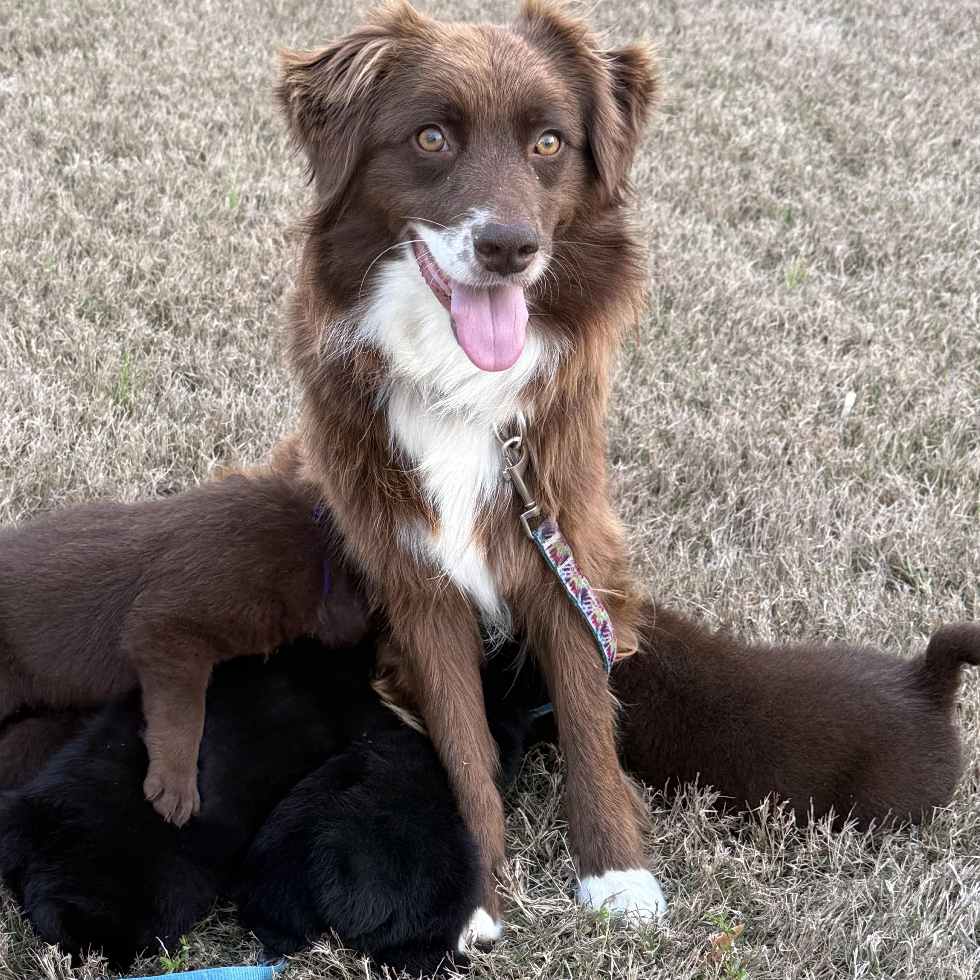 Princess, adoptable, Young Female Border Collie.