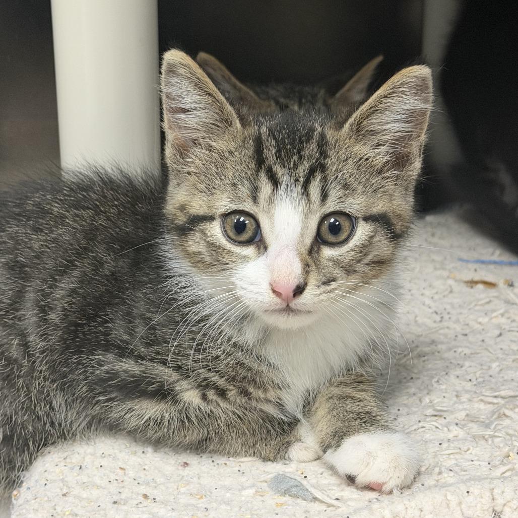 Enlarge Paxil, a Adoptable Domestic Short Hair in Marion, VA image 1/1