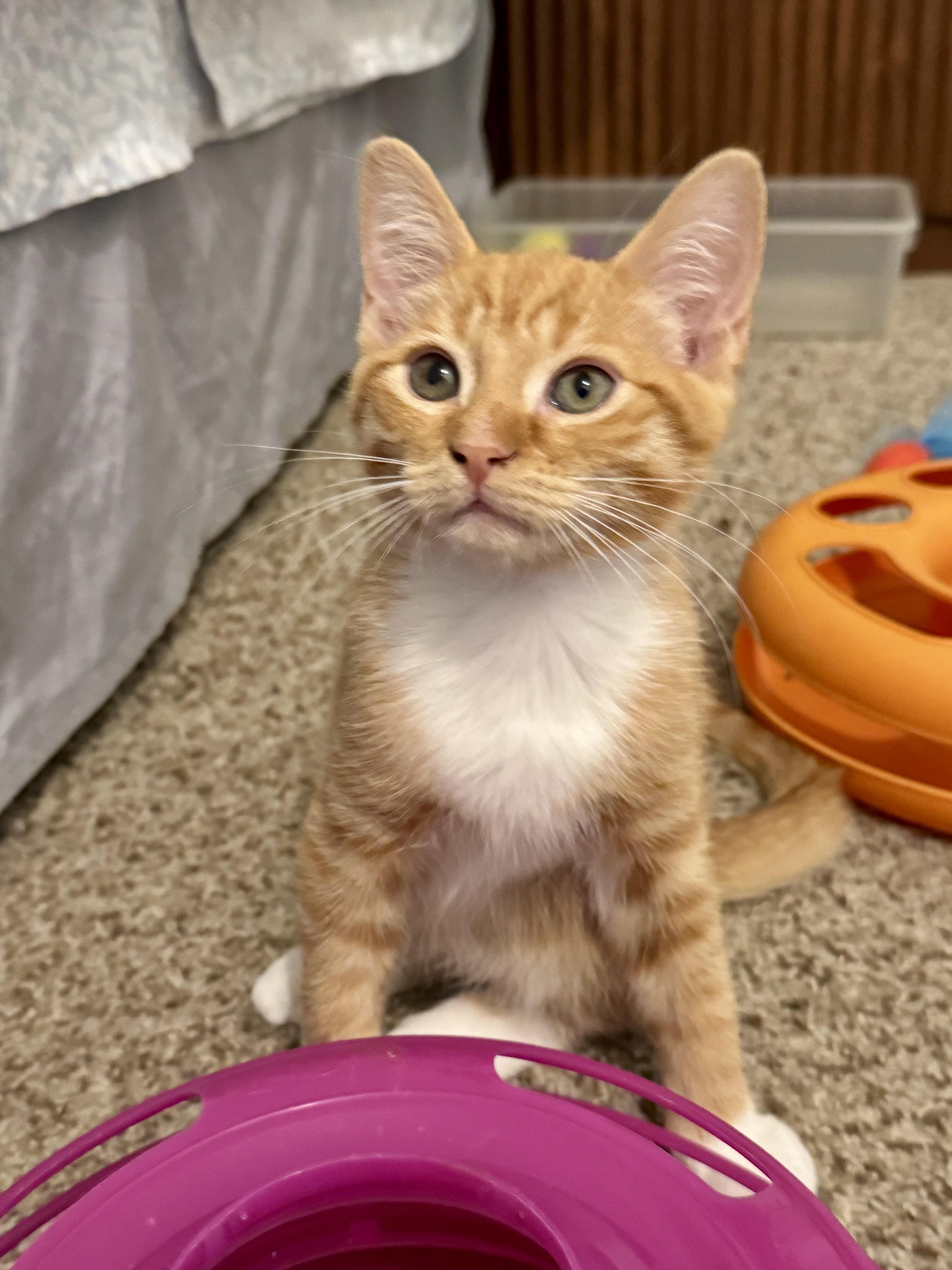Lambo, Adopted, Kitten Male Tabby.